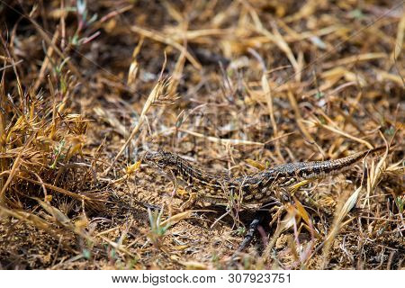 Steppe Runner Lizard Or Eremias Arguta Close On Dry Ground.