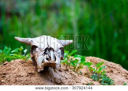 Close Uo Old Cow Skull Lies On Ground
