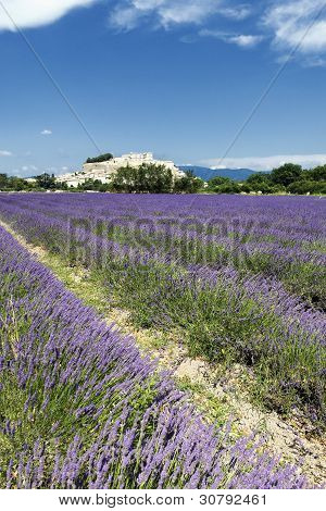Tierra de lavanda