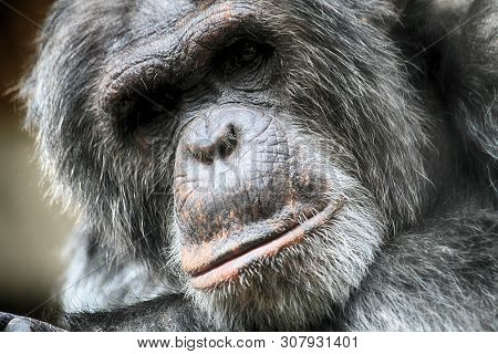 Head Of Chimpanzee As Very Nice Background