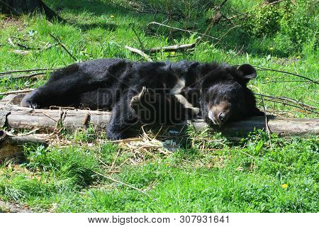 Asiatic Black Bear (ursus Thibetanus) Is Resting In The Grass