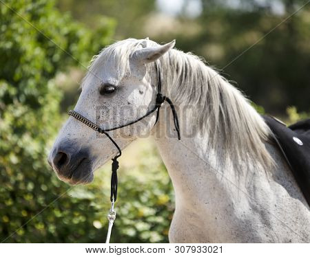 With Horse With A Ethological Halter In Nature