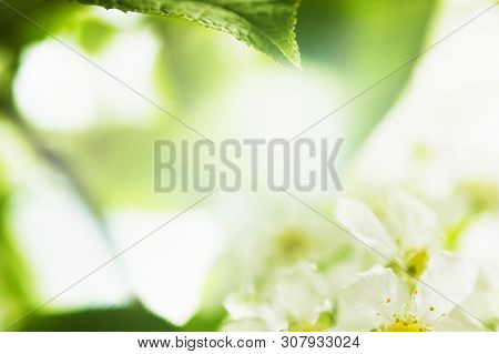 Blurred Natural Background With Fresh Leaves, White Cherry Flowers And Bokeh. White Background With 