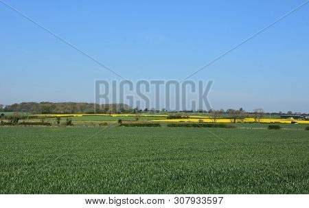 Stunning Large Green Field Of Cropland And Flowering Rape Seed.