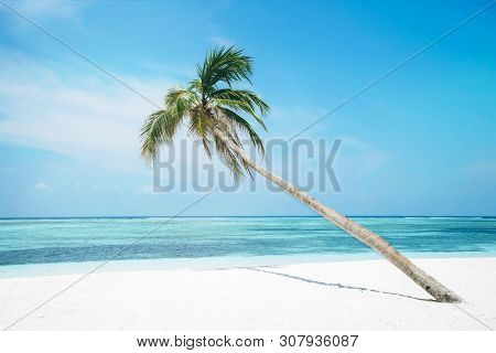 The Beach On Tropical Island With Palm Trees. Nature And Travel Concept.