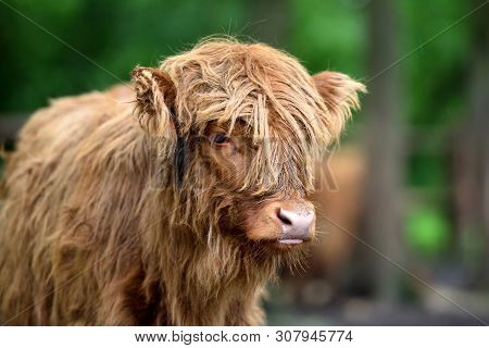 Portrait Of Scottish Highland Cow (hairy Coo) With Its Long Fur