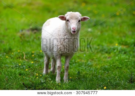 Young Lamb In A Meadow On Green Grass