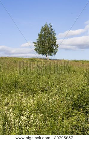 Birch on the hill