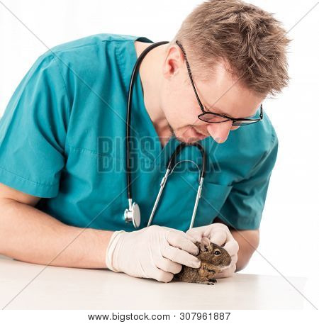 Qualified vet doctor is examining his little patient, the degu, isolated on white background