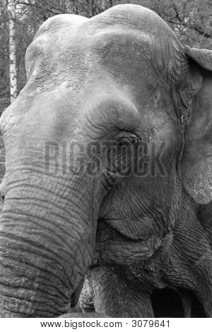 Cabeça de elefante