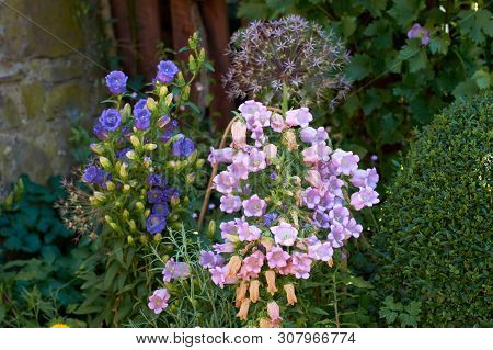 Cobaea Scandens In A Garden, Monastery Bells, Cathedral Bells, Cup-and-saucer Wine