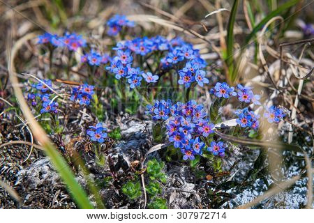 Petite Wildflowers Growing On A Mountainside Tundra In Nome Alaska.