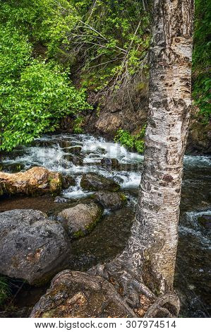 A White Birch And The Mchugh Creek Near Turnagain Arm In Alaska.