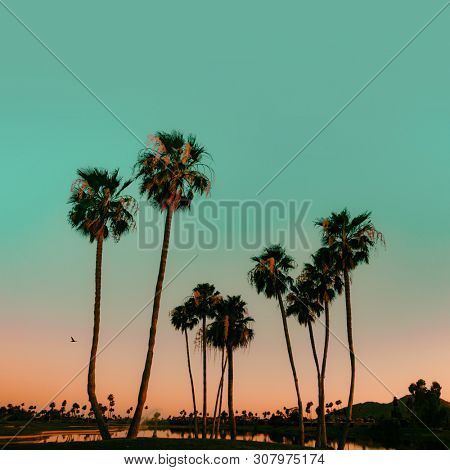 Scottsdale Arizona, USA. Sun sets over Palm Trees on lake with view of Camelback Mountain.