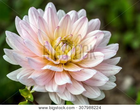 Closeup shot of white dahlia flower head