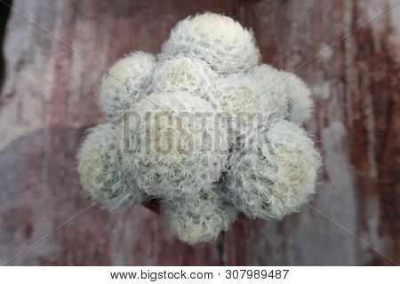 Top View Of Mammillaria Plumosa On Wooden Table