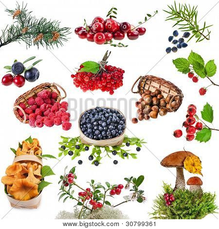 Collezione di piante della foresta selvaggia con bacche, frutti, funghi, noci isolate on white background