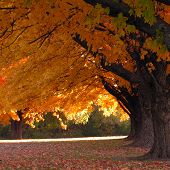 Trees In Fall