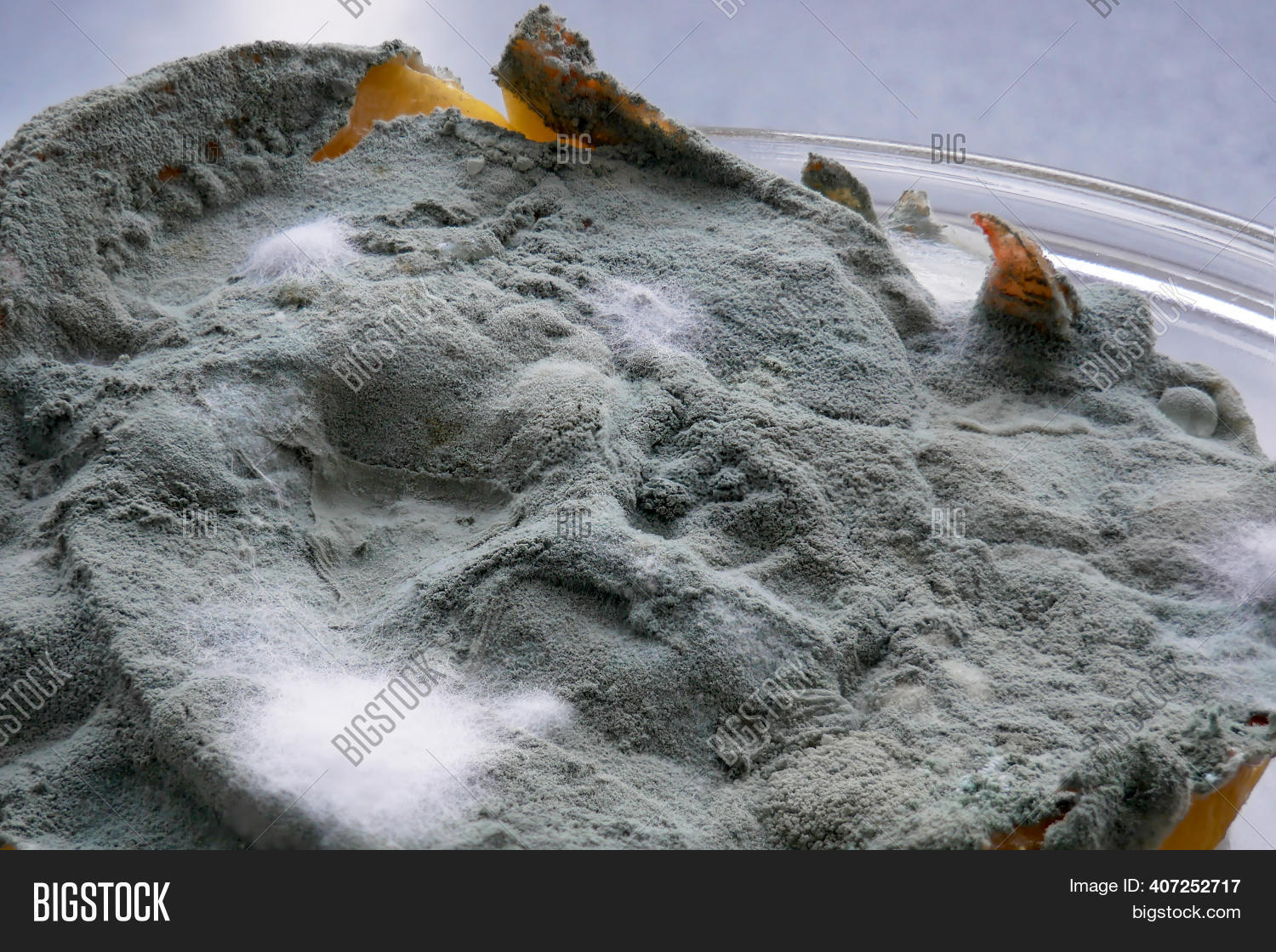 Dangerous Yellow Mold Image & Photo (Free Trial) Bigstock