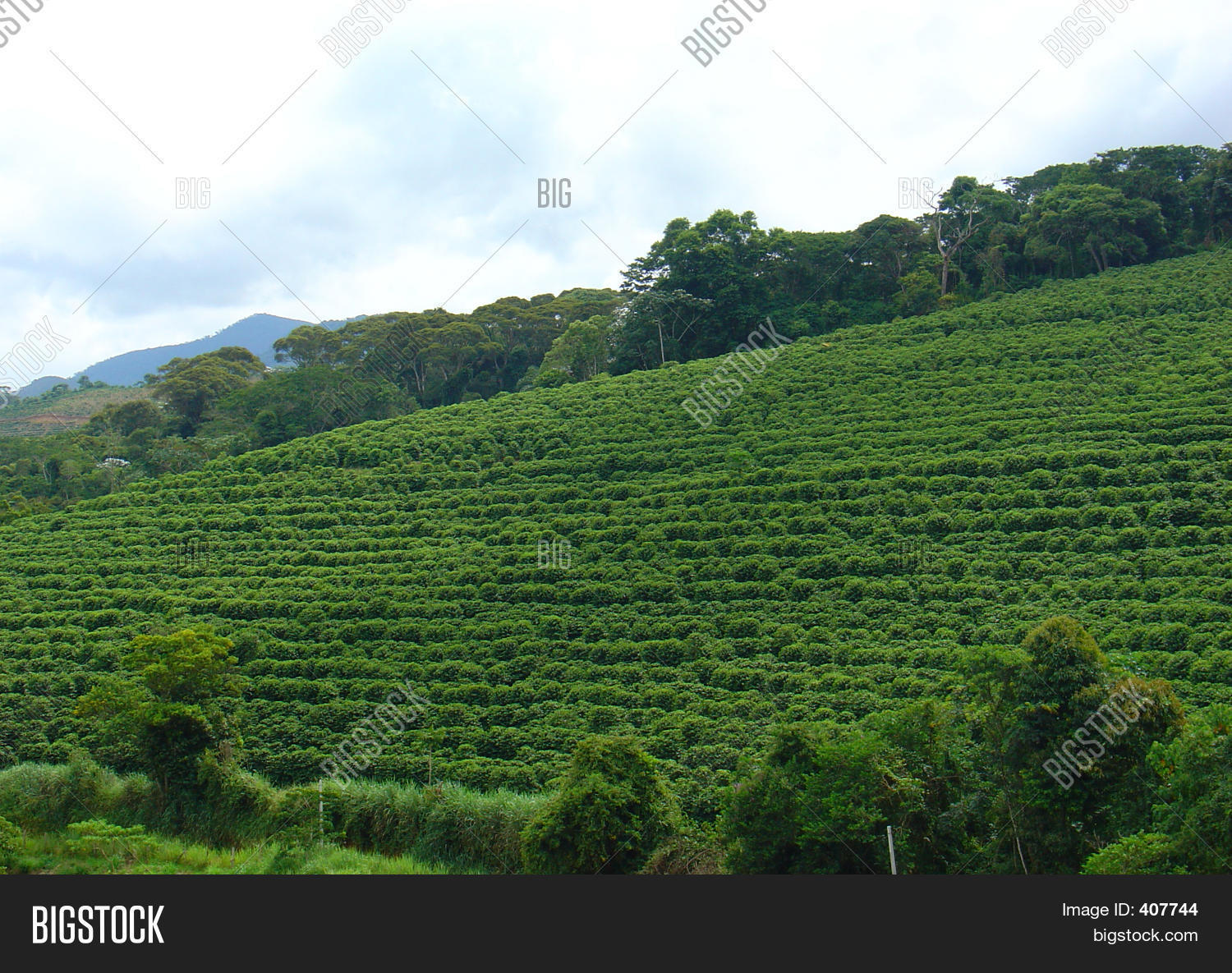 Coffee Plantation Image & Photo (Free Trial) Bigstock