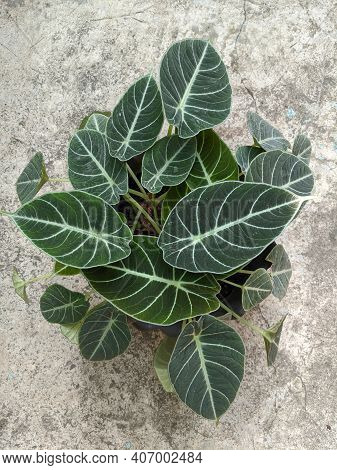 Alocasia Black Velvet Plant, Tropical Flowers, Top View Shot