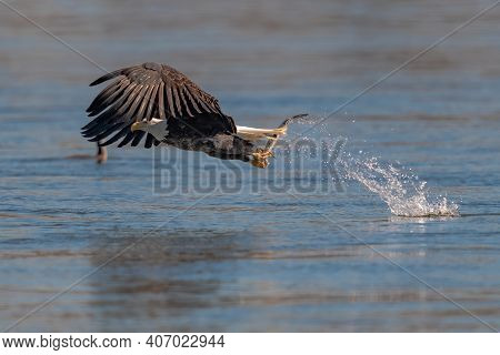 American Bald Eagle Swooping Down To Grab A Fish In Conowingo Dam