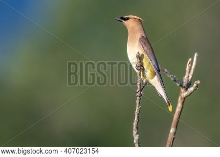 Adult Cedar Waxwing Bombycilla Cedrorum Perched On Branch