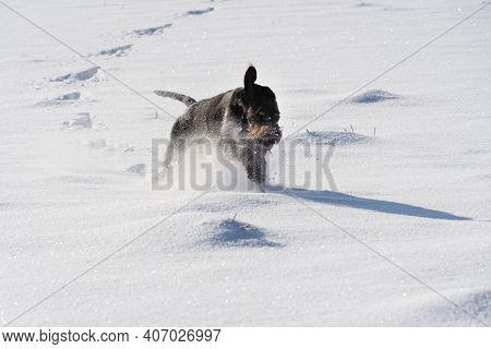 At The Command Given, The Dog Runs Jumping On Deep Snow. German Wirehaired Pointer The Perfect Dog F