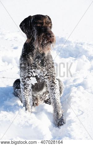 A Large Hunting Dog Is Sitting And Waiting For The Next Command. German Wirehaired Pointer The Perfe