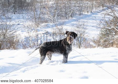 In A Rural Snowy Field A Dog Is Standing And Watching What Is Happening Around. German Wirehaired Po