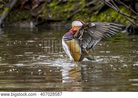 A Beautiful Male Mandarin Duck Posing In A Little Pond Called Jacobiweiher Not Far Away From Frankfu
