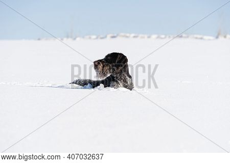 The Dog Has Hidden In Deep Snow And Waits For Its Prey To Attack. German Wirehaired Pointer The Perf
