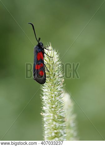 Narrow-bordered Five-spot Burnet Butterfly (latin: Zygaena Lonicerae) Sitting On A Straw, Side View