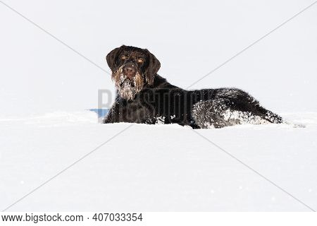 The Dog Has Hidden In Deep Snow And Waits For Its Prey To Attack. German Wirehaired Pointer The Perf