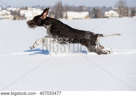 The Dog Pursues The Alleged Prey, Giving Long Leaps Over The Snow Scales. German Wirehaired Pointer 