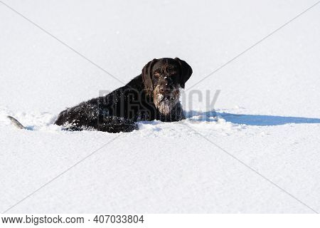 The Dog Has Hidden In Deep Snow And Waits For Its Prey To Attack. German Wirehaired Pointer The Perf
