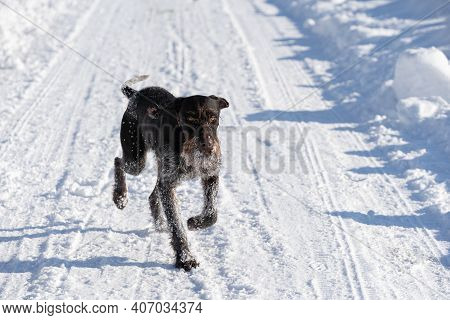 A Tall Dog Walks Freely On A Snow-free Road In The Countryside. German Wirehaired Pointer The Perfec