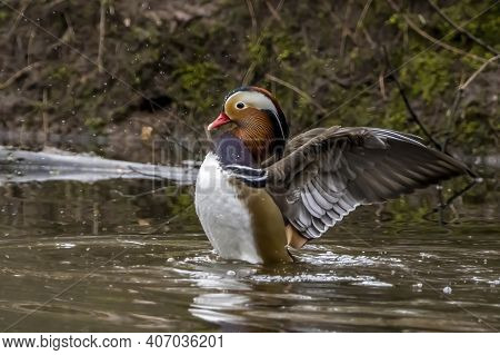 A Beautiful Male Mandarin Duck Posing In A Little Pond Called Jacobiweiher Not Far Away From Frankfu