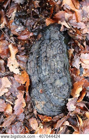 Old Artists Shelf Fungus Lying On The Ground In Autumn Suddounded By Foliage