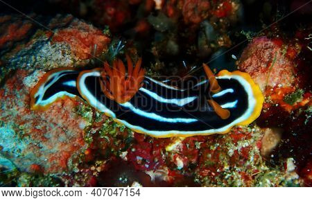 Stunning Bright Colours On The Sea Molusc