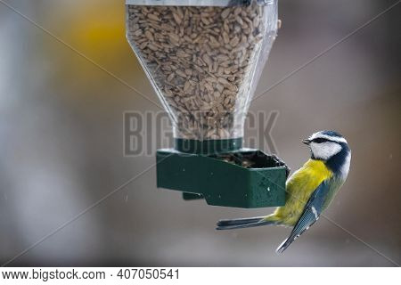 On A Cold Clear Winter Day With Snow, The Blue Tit (parus Caeruleus) Feeds On The Peeled Sunflower F