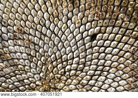 Common Sunflower Seeds - Latin Name - Helianthus Annus