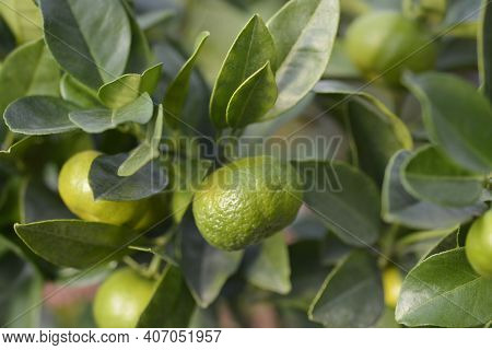 Sweet Lemon Pursha Unripe Fruit - Latin Name - Citrus Limetta Pursha