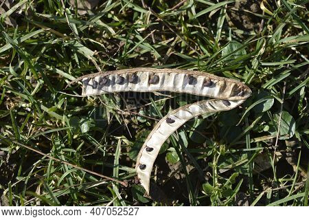 Black Locust Seed Pod - Latin Name - Robinia Pseudoacacia