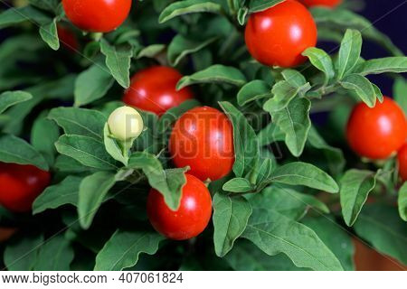 Fruits Of A Jerusalem Cherry, Solanum Pseudocapsicum