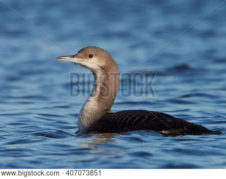Black-throated diver (Gavia arctica) in natural habitat