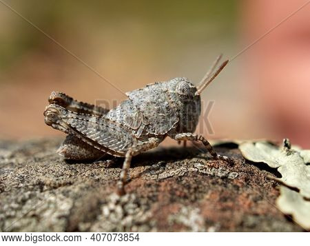 small grasshopper in natural habitat in summer