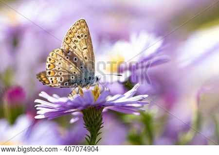 Aster flower with butterfly. Beautiful nature summer background. (Symphyotrichum novi-belgii) (Pararge aegeria)
