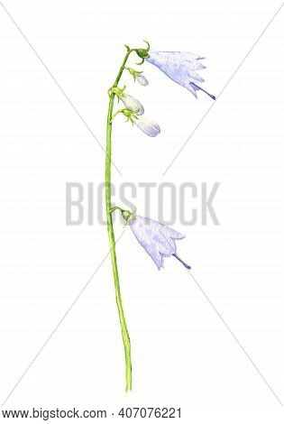 Watercolor Drawing Adenophora, Ladybells Flower , Isolated Floral Element At White Background, Hand 