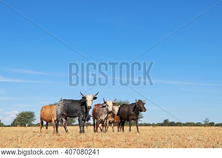 Free-range nguni cattle in grassland on a rural farm - South Africa  